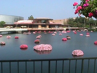 Floating flowers from the Flower and Garden Festival.